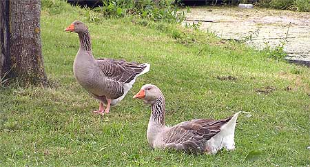 Gänse auf dem Stellplatz in Laignes