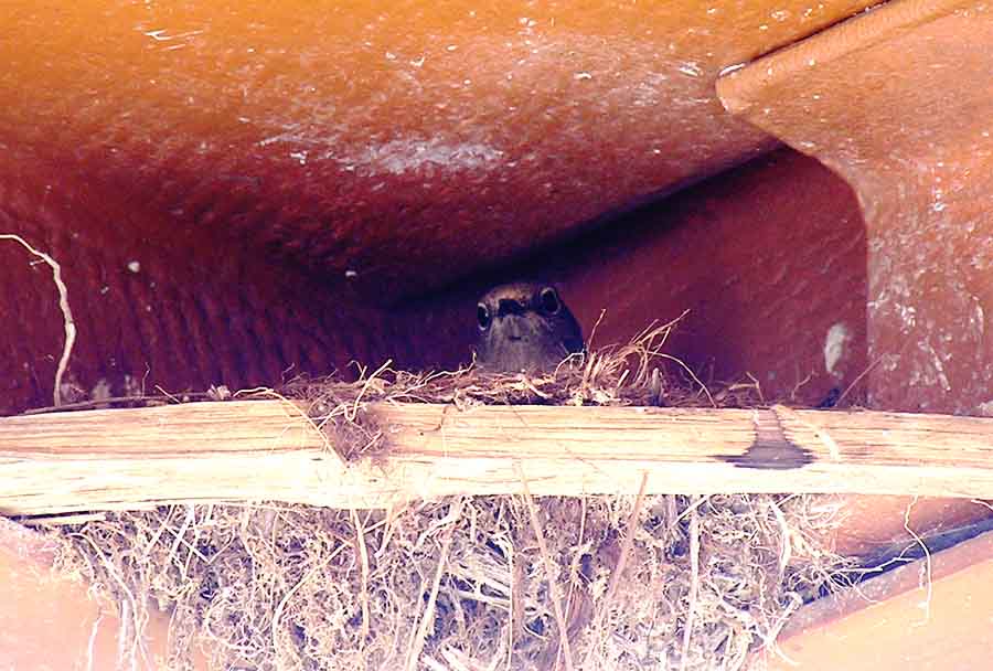 Das Nest vor der Haustür