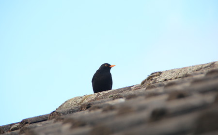 Amsel